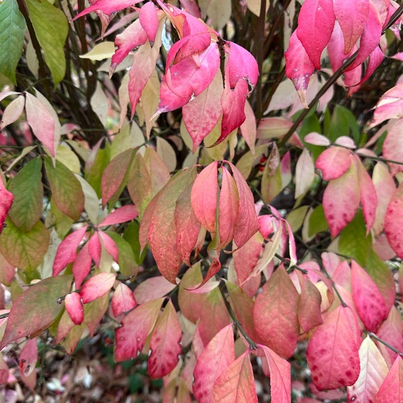 Meet your Posher, Breanne - Picture 1 of 1